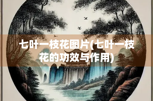 七叶一枝花图片(七叶一枝花的功效与作用)