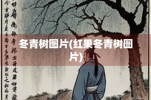 冬青树图片(红果冬青树图片)
