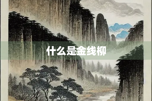 什么是金线柳