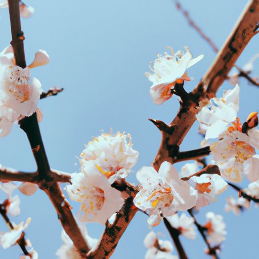 能开二月花是什么诗（能开二月花是什么诗里的句子）