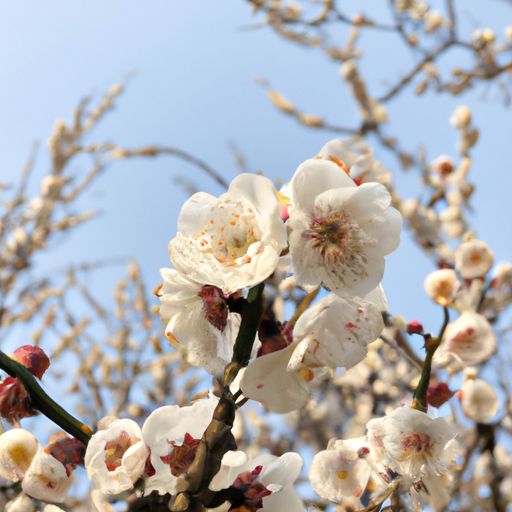 什么的梅花填合适词语（什么的梅花填合适词语二年级）
