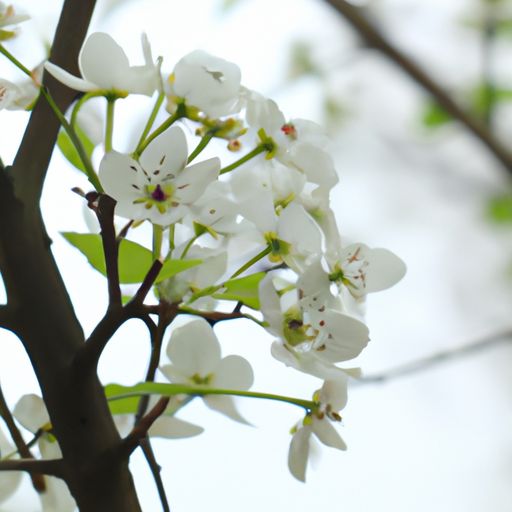梨花什么时候谢（北镇梨花什么时候谢）