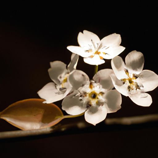 什么是梨花体（什么是梨花体诗歌）