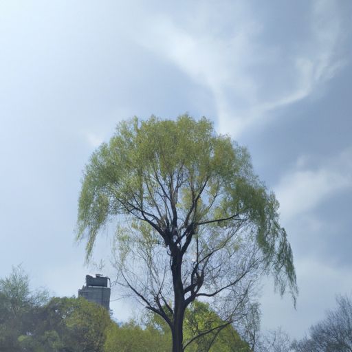咏柳中 的一树指的是什么（咏柳中的一树指的是什么意思）