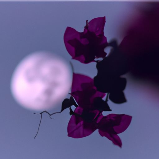 月下观花为什么不写了（月下观花为什么不写了呢）