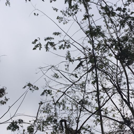 枝条始欲茂忽值山河改什么意思（枝条是什么意思?）