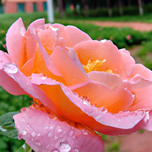 雨中花是什么意思（雨中花是什么意思网络用语）