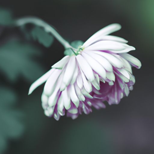 菊花被风吹掉用什么诗句（菊花被风吹掉用什么诗句形容）
