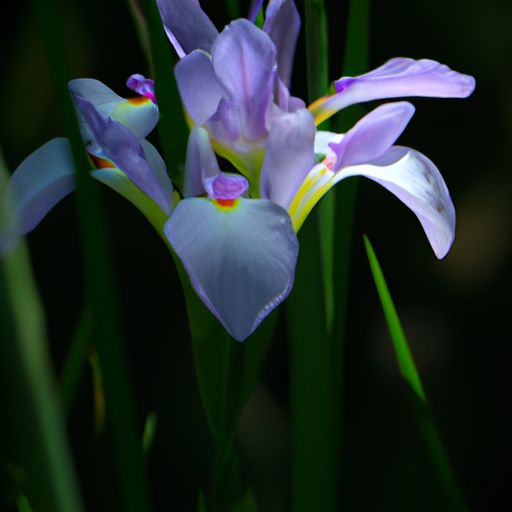 未必菖蒲花什么意思（未必菖蒲花,只向石城生意思）