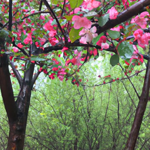 花开不在香什么含义（花开不再）