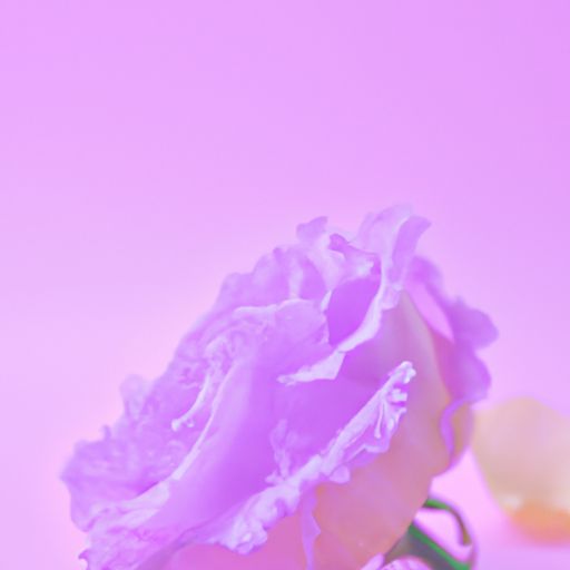 什么的玫瑰花 词语（什么的玫瑰花词语）