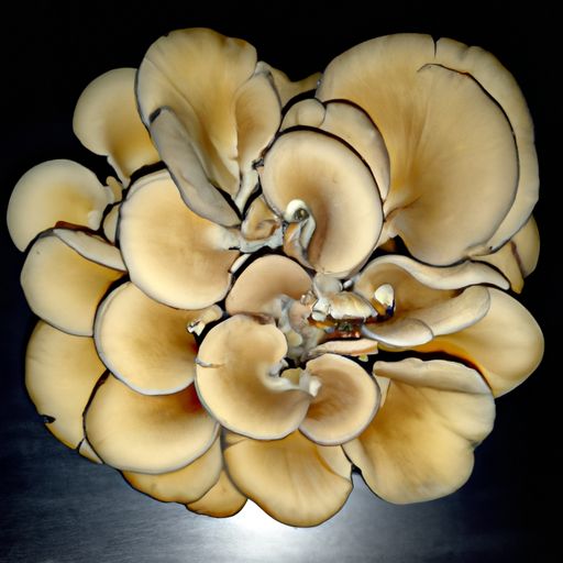 羊土菌有什么用（羊土菌有什么用途和功效）