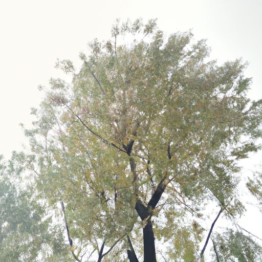 一握乱丝如柳什么意思