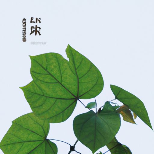 黄牛梨叶有什么作用（黄牛梨叶有什么作用与功效）