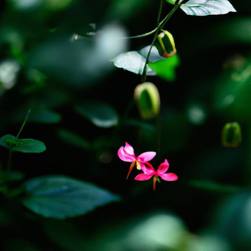 郡庭花是什么花（郡庭花苑）