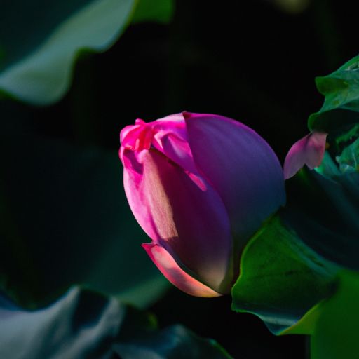 莲藕的花叫什么（莲藕的花叫什么花）