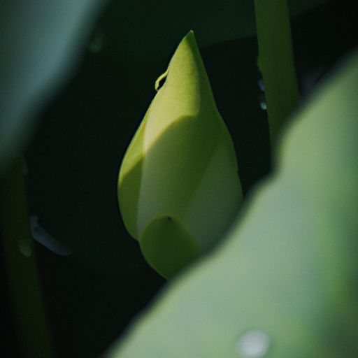 莲藕花中药叫什么（莲藕花中药叫什么名字）