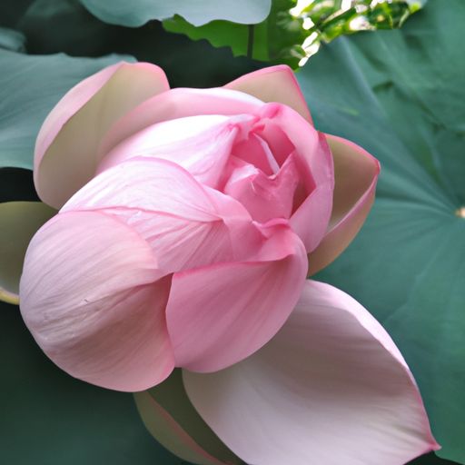 藕的花是什么颜色（藕的花是什么颜色的）