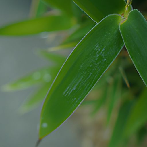 清竹是什么意思解释（清竹是什么意思解释词语）