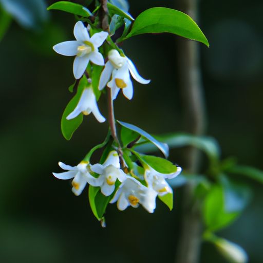 白居易的诗花非花写什么（文学家白居易的诗花非花解释一下）