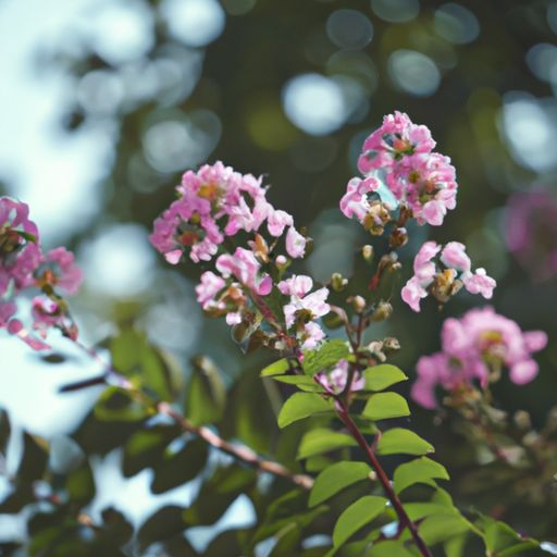 紫薇花有什么诗（紫薇花的诗）