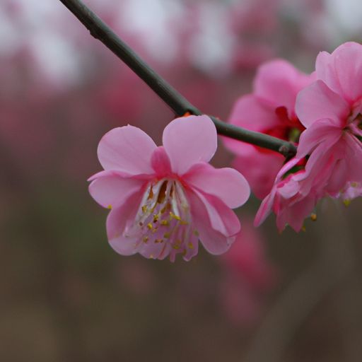 春色岂相访什么意思（春色岂相访的意思）