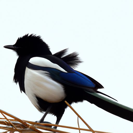 河旷鹊停飞什么意思 河旷鹊停飞什么意思