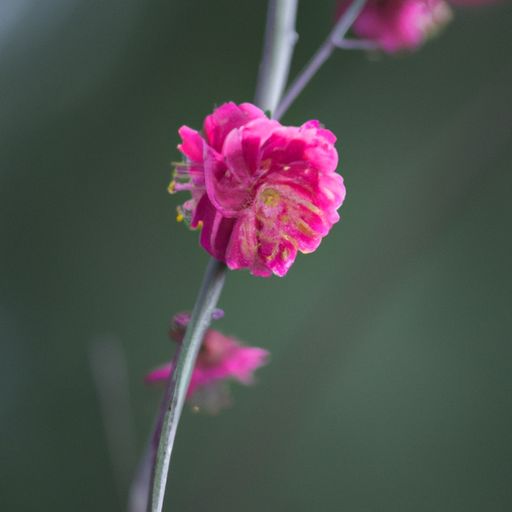 一十三度溪花红是什么生肖（一十三度溪花红什么意思）