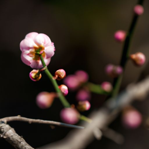 梅花的诗句王安石什么朝代（梅花古诗王安石是哪个朝代的）