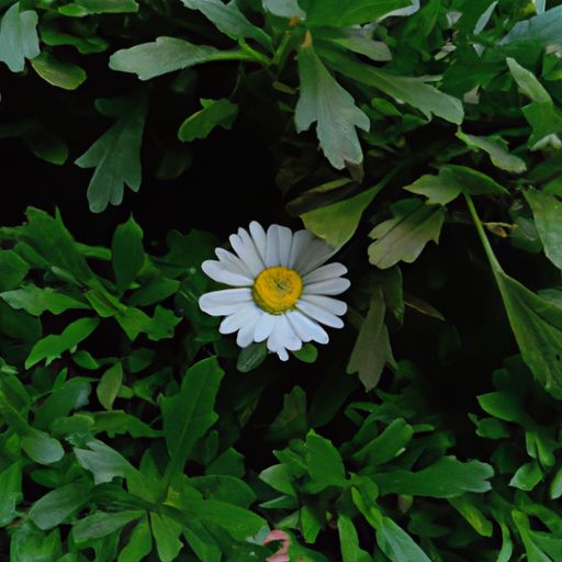 花隐掖垣暮的花隐是什么意思（播放花隐）