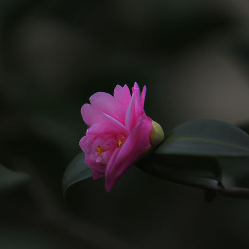 木兰诗中策是什么意思（木兰诗中的策是什么意思）