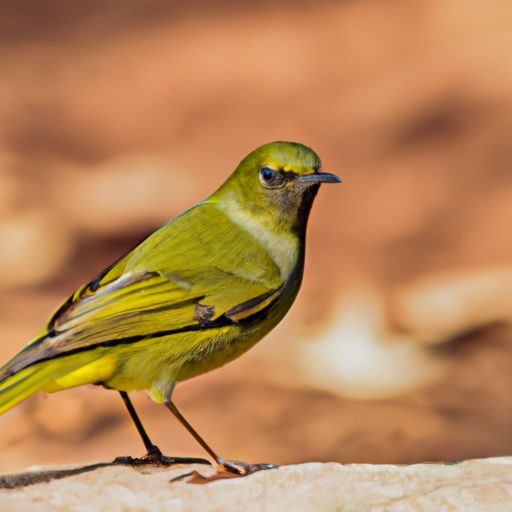 孤鸣吒咤绣绿衣什么意思