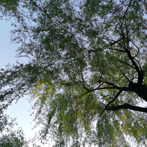 写柳树的诗句一般想抒发什么（写柳树的诗句一般想抒发什么情感）
