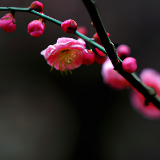 赞美梅花的古诗句是什么