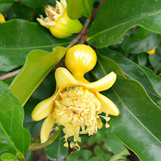 榴花如火为君结 什么意思