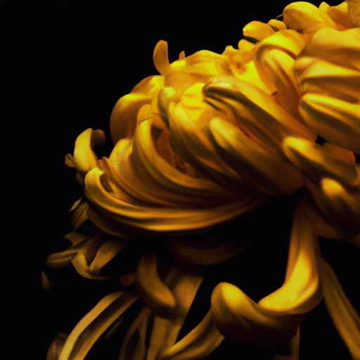 古诗《菊花》表达了作者什么之情（古诗《菊花》表达了作者什么之情呢）