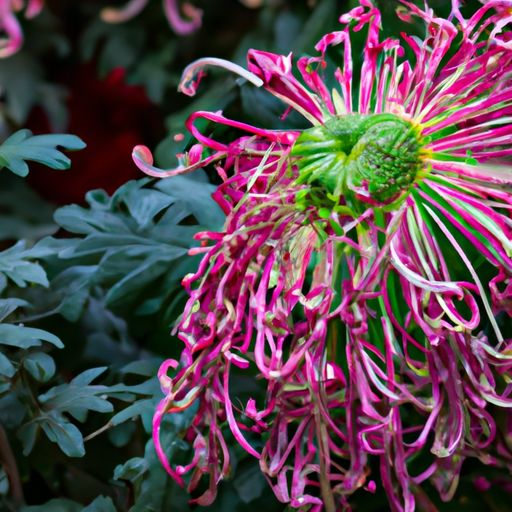 荣什么秋菊注音