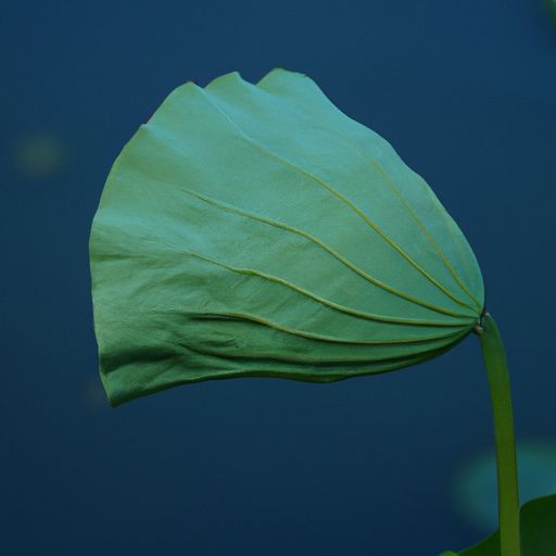 风荷摇摆是什么意思（风摆荷叶的意思是什么）