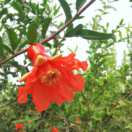石榴花开像什么的诗句（石榴花开像什么的诗句三年级）