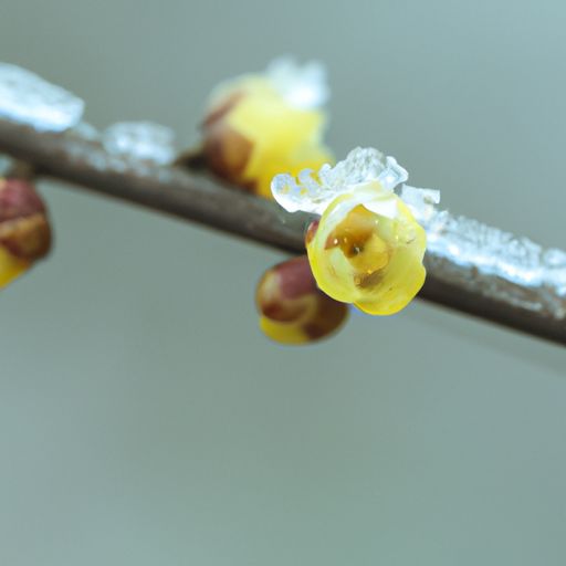 雪梅有什么精神（雪梅有什么精神品质）