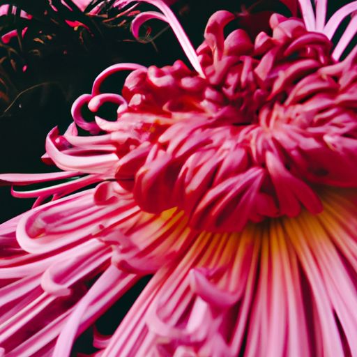 写菊的诗句宁可什么 写菊的诗句宁可什么