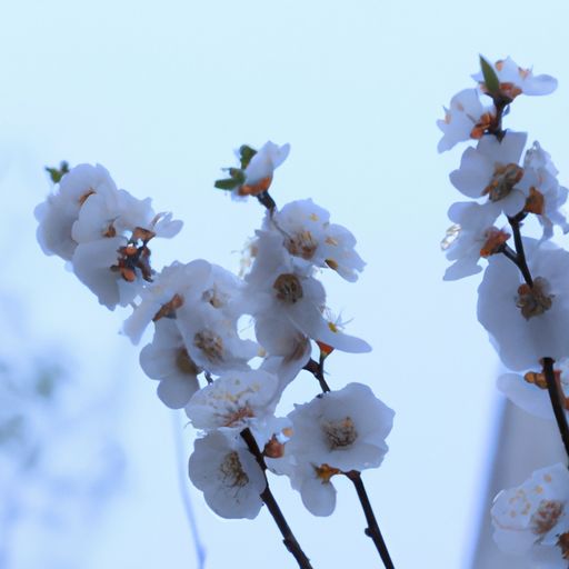 5枪钟花什么成语（五枪钟花是什么成语）