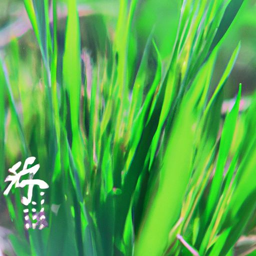 草木心一什么意思（草木心是啥意思）