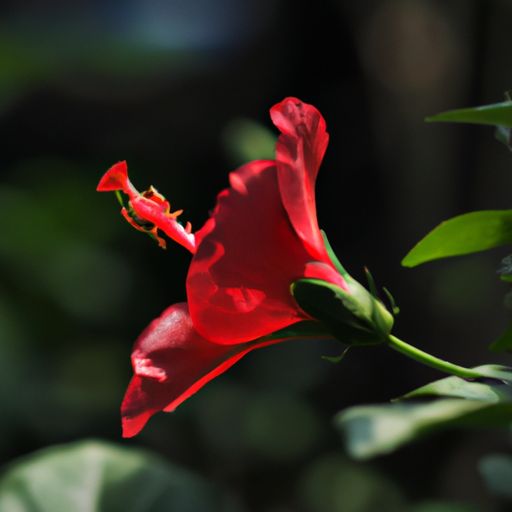 芙蓉艳色是什么意思（芙蓉艳色是什么意思啊）