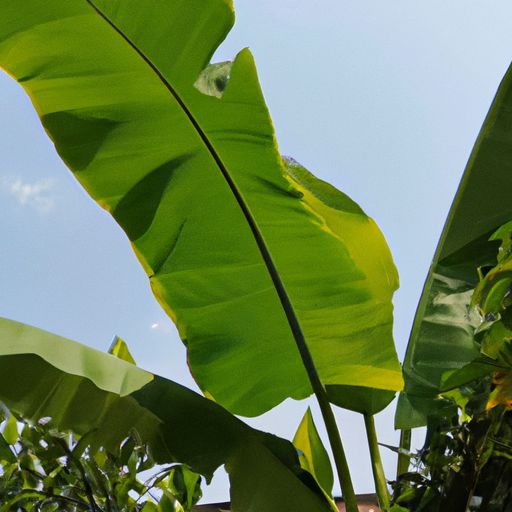 江南芭蕉什么时候绿（江南芭蕉什么时候绿化最好）