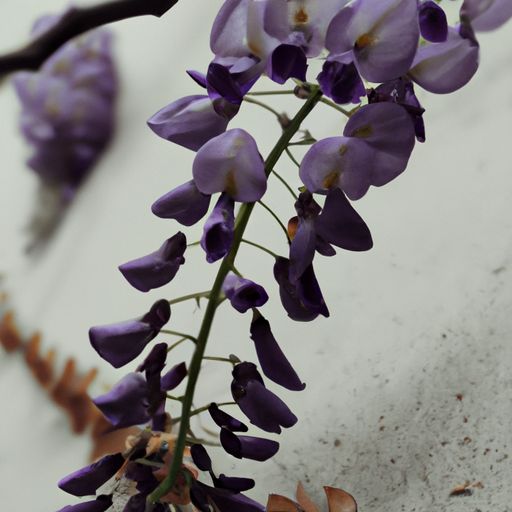 藤花紫蒙茸 什么意思（藤花紫蒙茸什么意思）