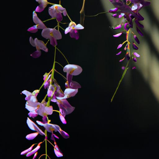 藤花紫蒙茸什么意思（藤花紫蒙茸,藤叶青扶疏）