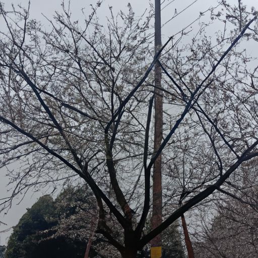 春困是什么词（春困是什么词性的词语）