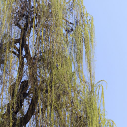 春日写了柳树什么特点（春日写了柳树什么特点的诗句）