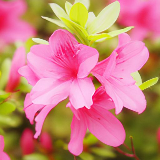 杜鹃花得红字什么手法（杜鹃花得红字什么手法开花）